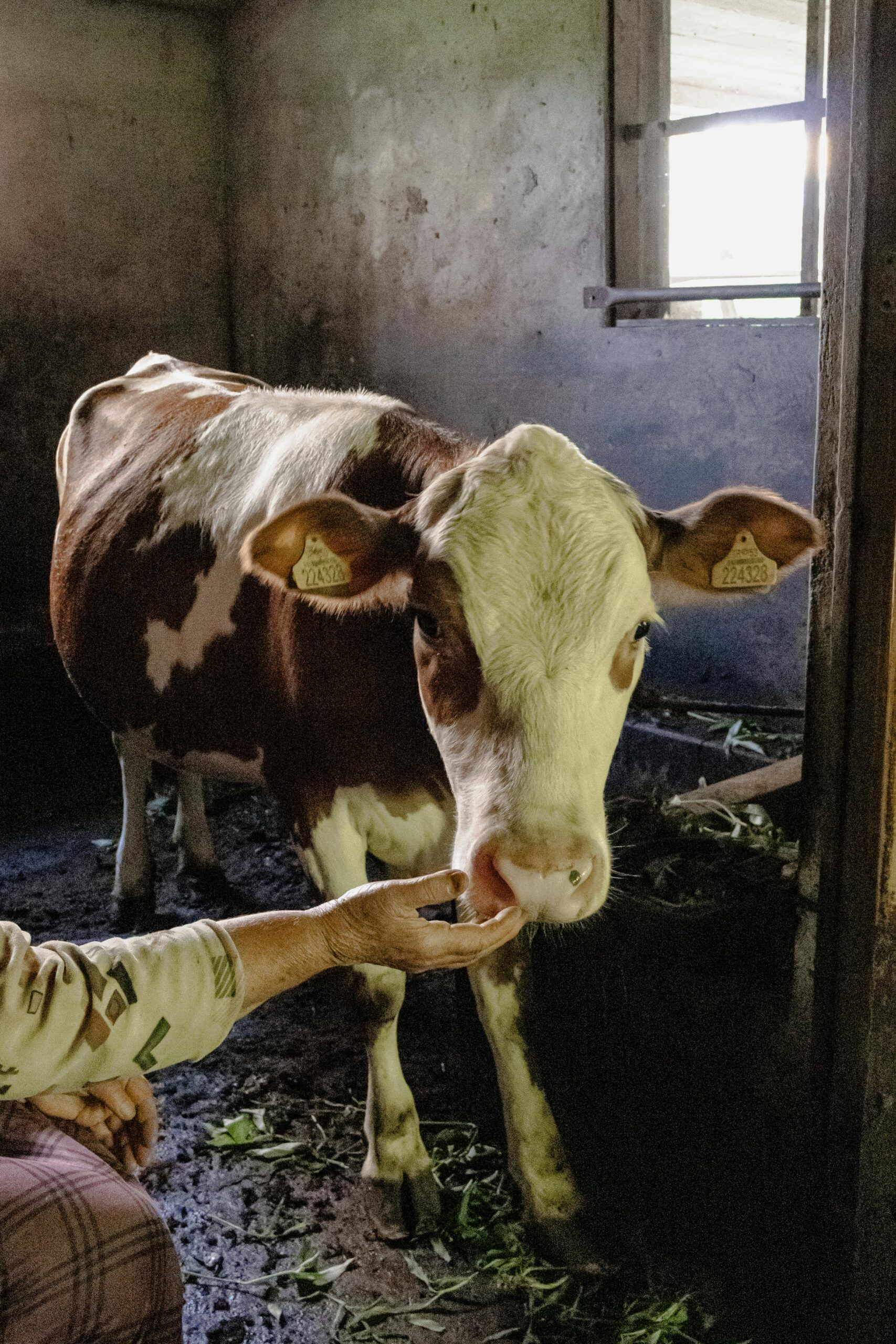 A person feeds a cow in a rustic barn in Rize, Türkiye, showcasing rural life.